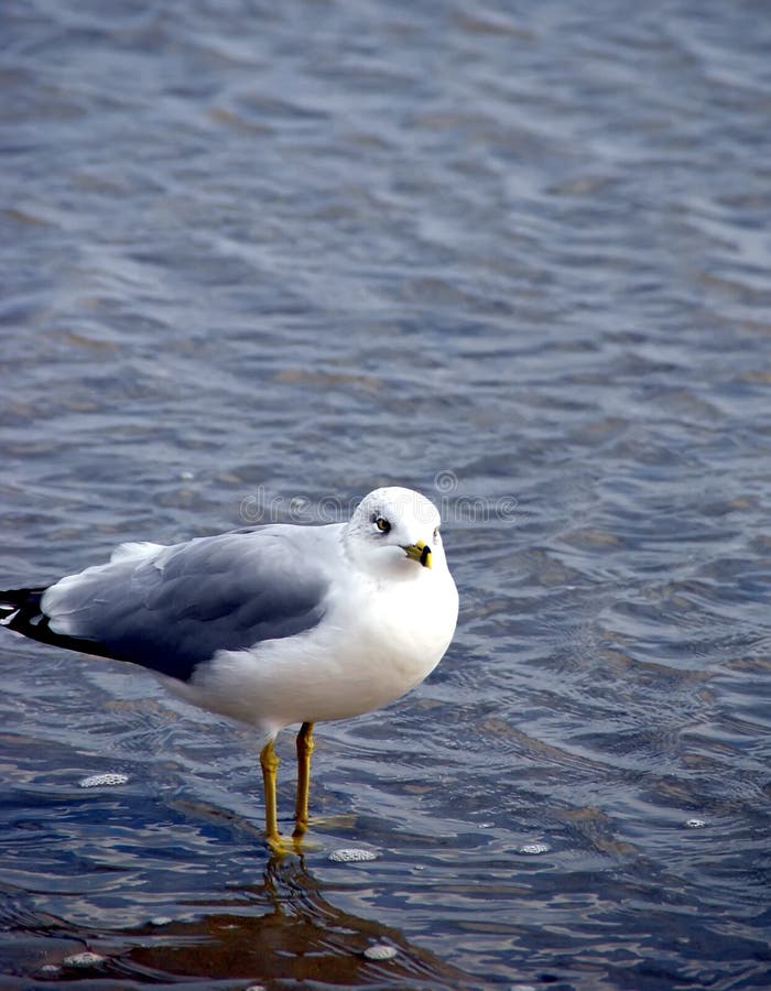 Gaivota imagem de stock royalty free