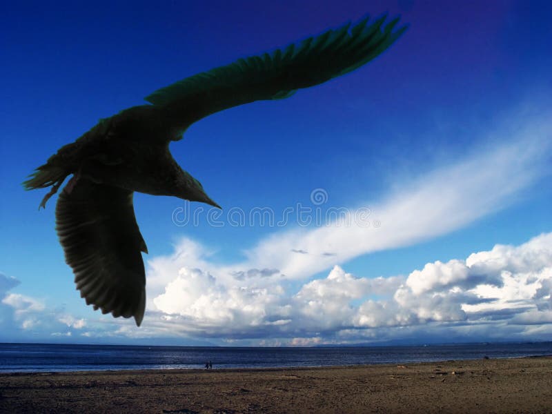 Gaivota imagens de stock