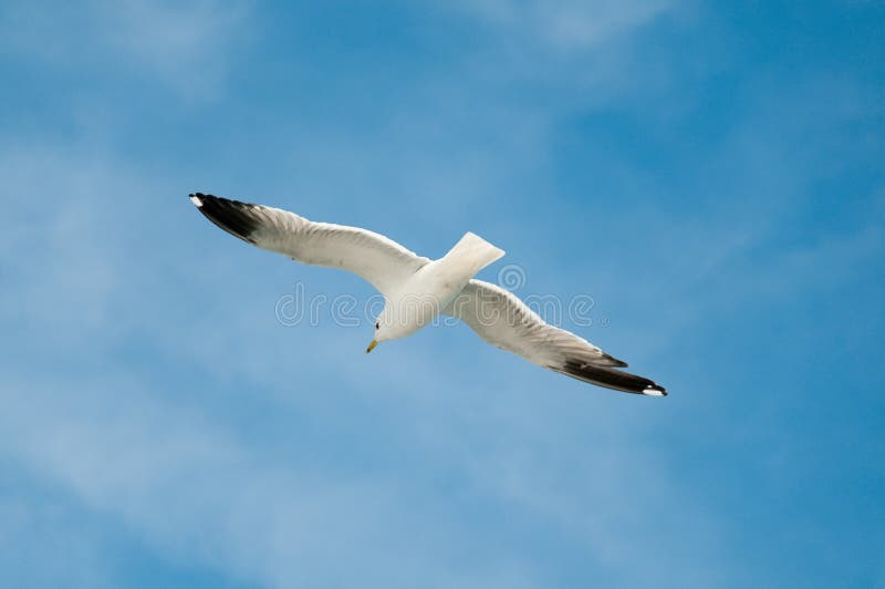 Gaivota contra céu azul imagens de stock