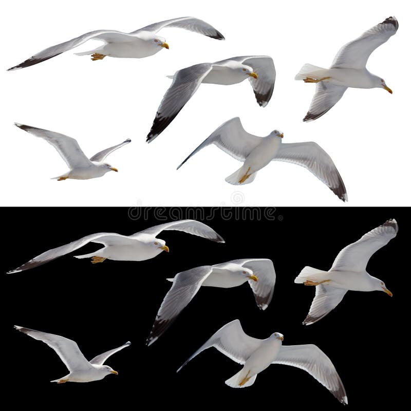 Gaivotas a voar definem fotografia de stock