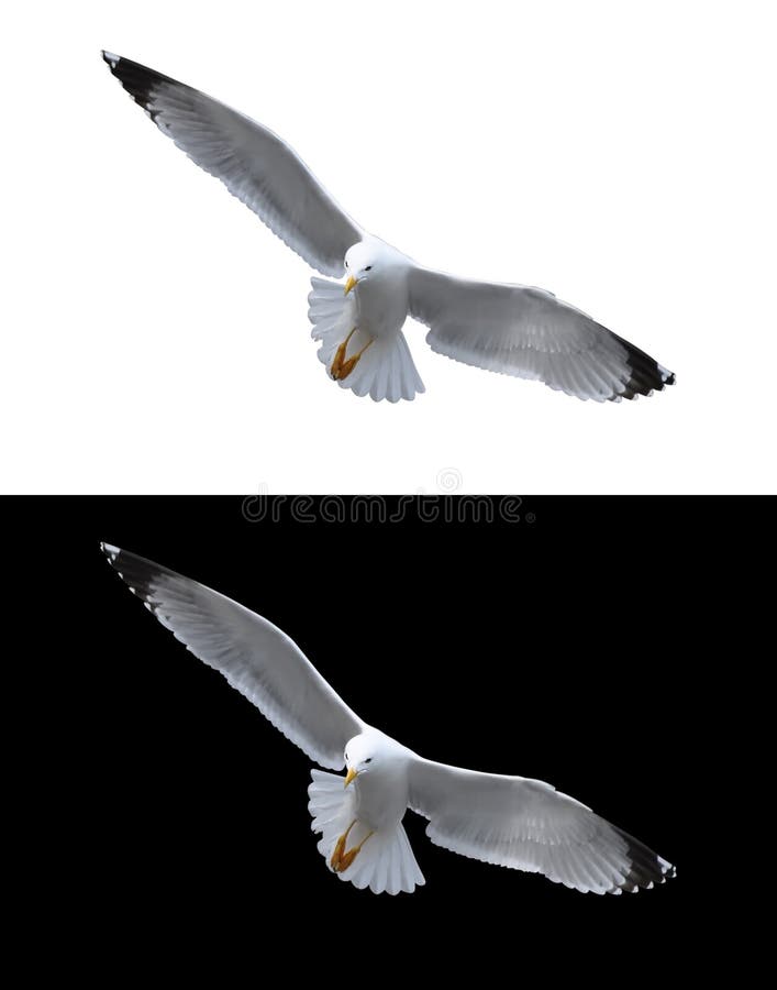 Gaivota isolada imagens de stock royalty free