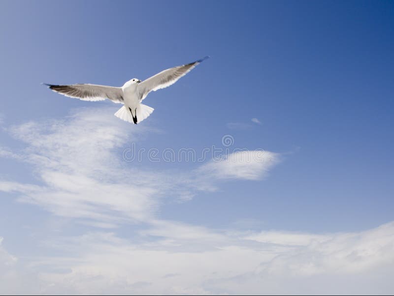 Gaivota em voo com nuvens fotografia de stock royalty free