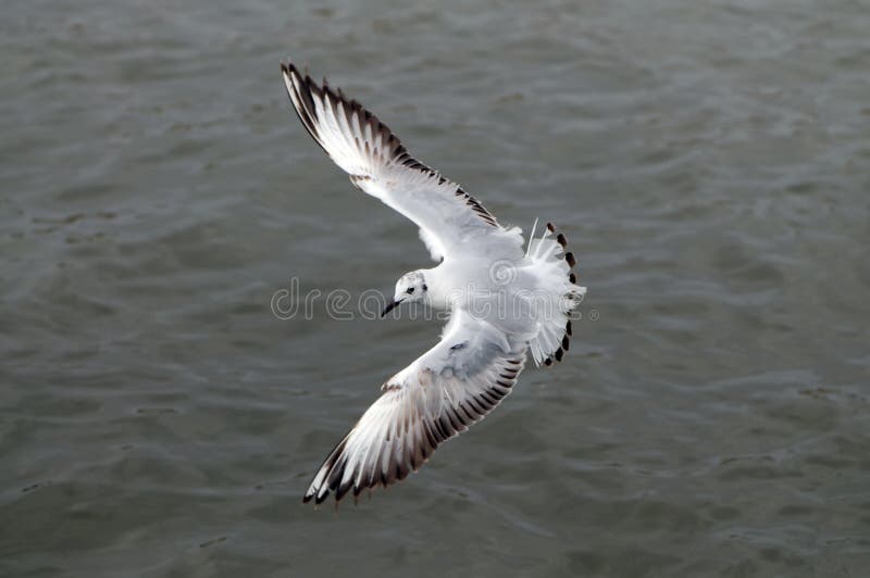 Gaivota do voo, vista superior foto de stock Gaivota do voo, vista superior foto de stock