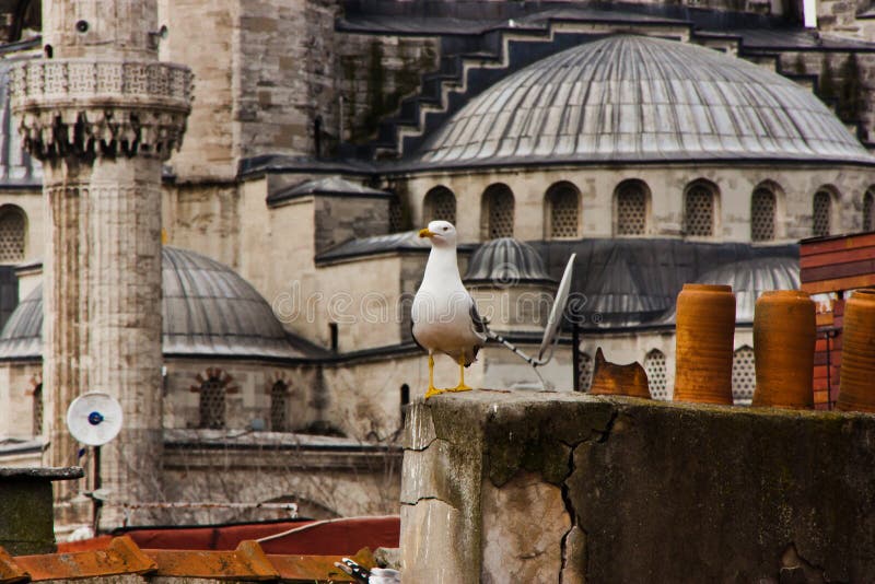 Gaivota e mesquita azul, Istambul imagem de stock Gaivota e mesquita azul, Istambul imagem de stock