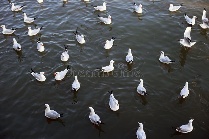 Gaivota em Bangpu Samutprakan fotografia de stock Gaivota em Bangpu Samutprakan fotografia de stock