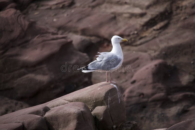 Seagull on rocks with wind blowing feathers. Seagull on rocks with wind blowing feathers