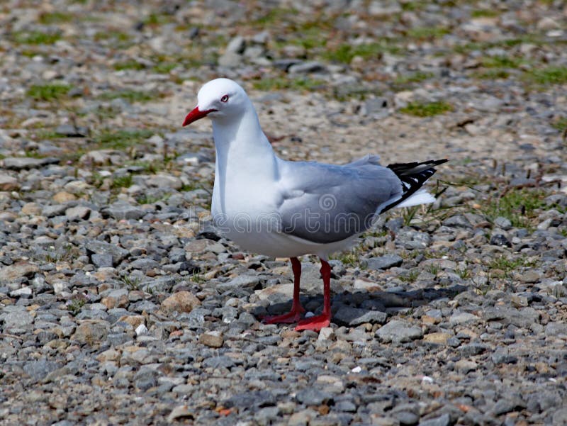 A gaivota faturada vermelha está na praia em Wellington, Nova Zelândia da telha imagens de stock royalty free A gaivota faturada vermelha está na praia em Wellington, Nova Zelândia da telha imagens de stock royalty free