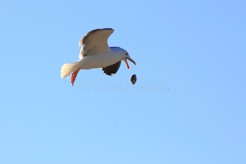 Gaivota II imagem de stock royalty free Gaivota II imagem de stock royalty free