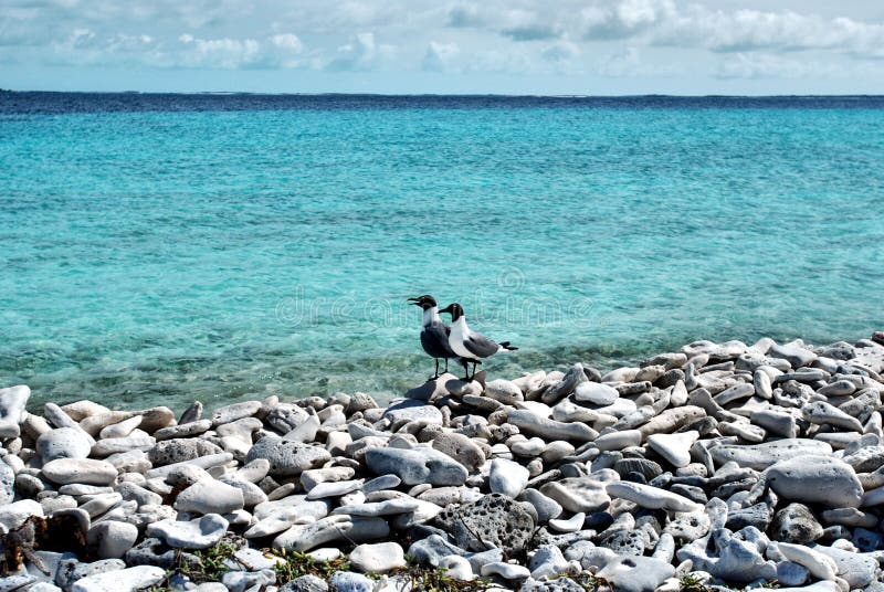 Gaivota na praia foto de stock
