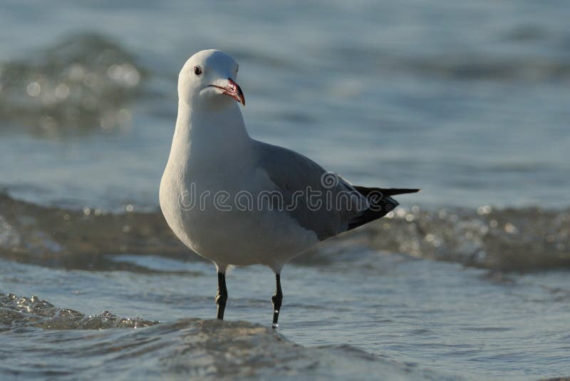 Gaivota na Água imagem de stock royalty free