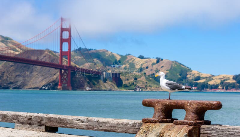 Gaivota no cais e golden gate bridge em San Francisco, Calif?rnia, EUA imagem de stock Gaivota no cais e golden gate bridge em San Francisco, Calif?rnia, EUA imagem de stock