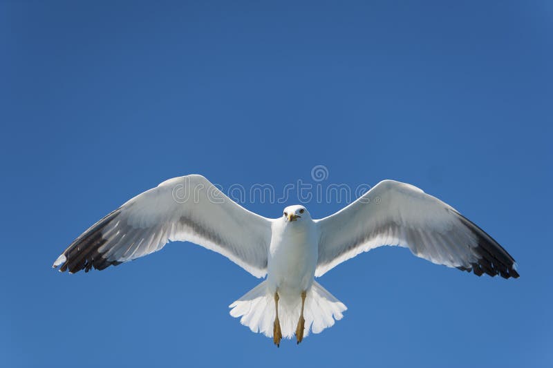 Seagull on Blue Sky Gliding in Wind. Seagull on Blue Sky Gliding in Wind