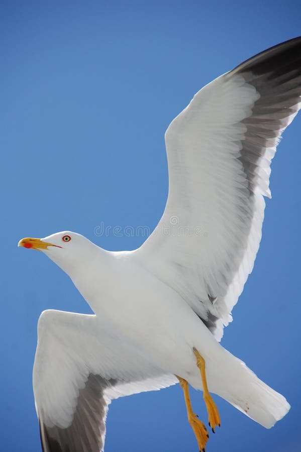 Gaivota em voo fotos de stock royalty free