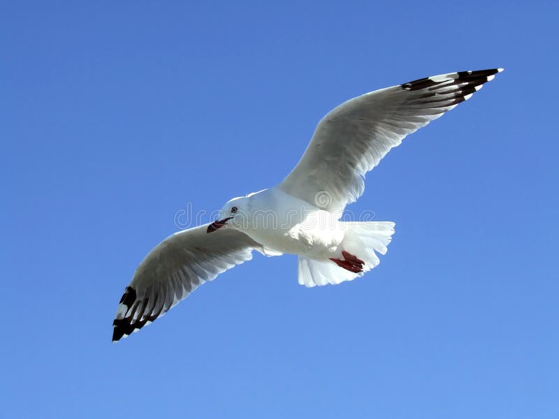 Gaivota-bico-preto imagens de stock