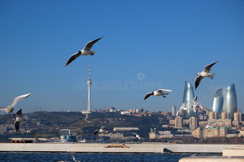 Gaivotas imagens de stock