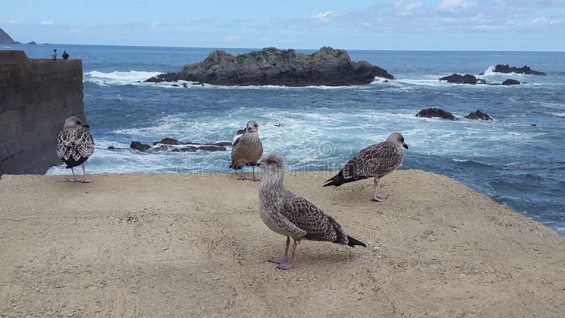 Gaivotas em uma rocha com o mar no fundo imagens de stock Gaivotas em uma rocha com o mar no fundo imagens de stock