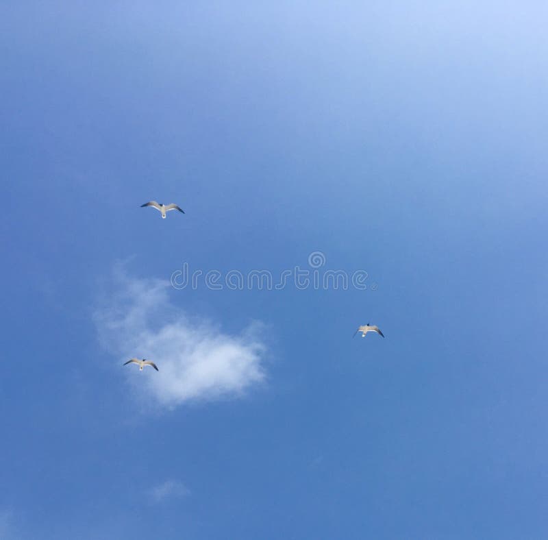 Gaivotas em voo imagens de stock Gaivotas em voo imagens de stock