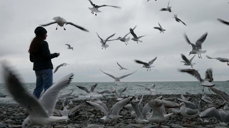 Gaivotas famintas voam em torno de mulheres na praia no inverno ou moça no outono alimenta pássaros