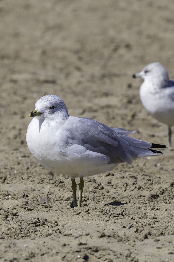 Gaivotas na praia imagem de stock royalty free