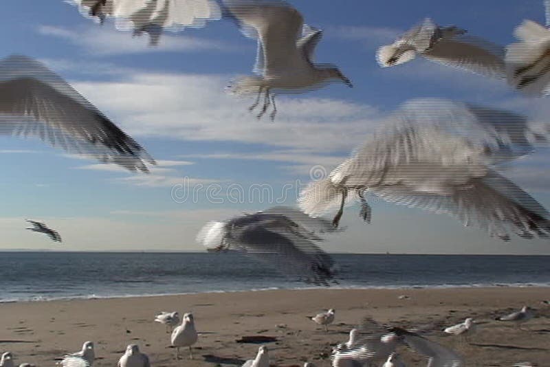 Gaivotas na praia