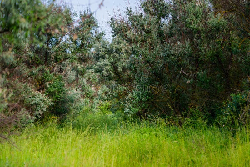Gaj loch silvery. krzewy srebrzyste lub elaeagnus commutata fotografia royalty free