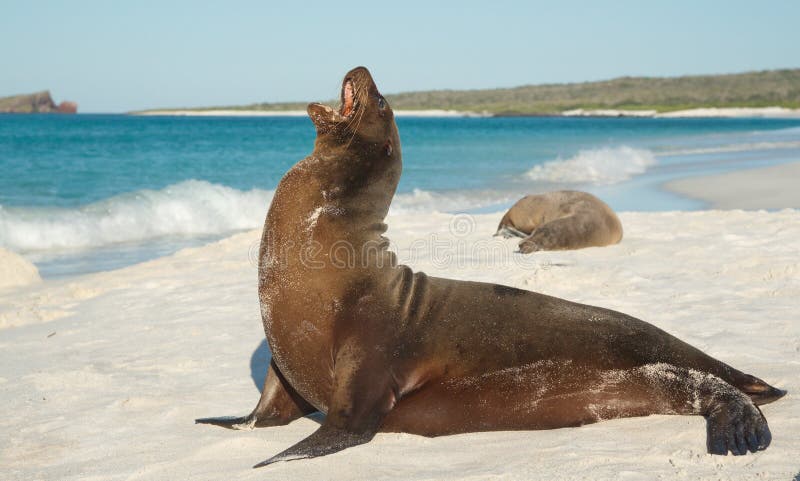 GalÃ¡pagos Sea Lion Zalophus Wollebaeki Stock Photo - Image of curious,  blue: 108774318