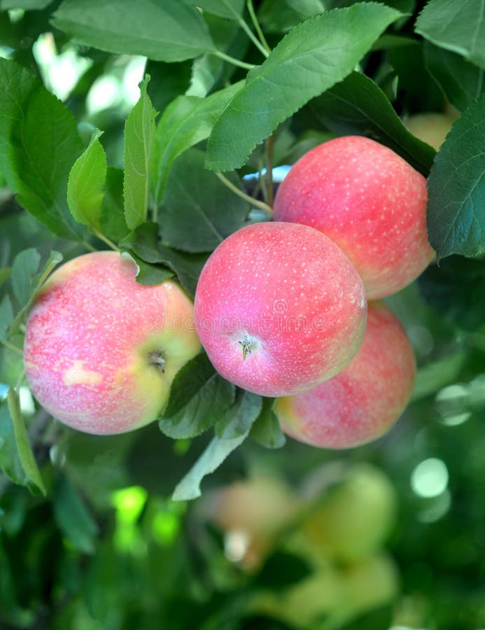 Gala apple stock image. Image of leaf, fresh, food, fruit 108180893