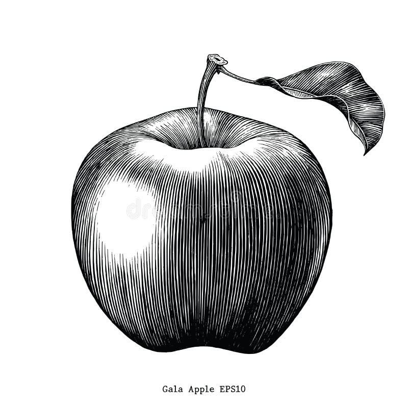 Gala apple fruit drawing vintage clip art isolated on white back