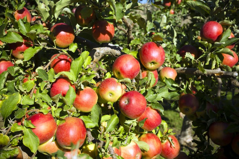 Gala Apple Tree Orchard Okanagan Valley Stock Photo Image of columbia
