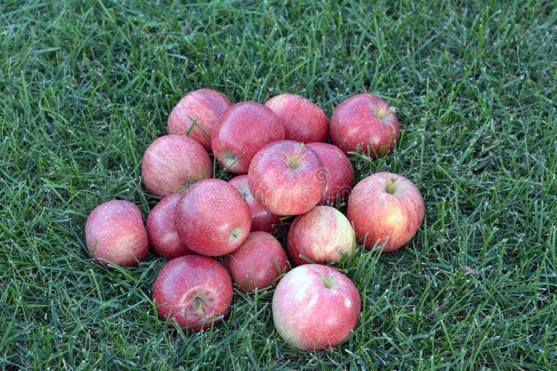 Gala apples stock photo. Image of leaf, green, sweet 53099678