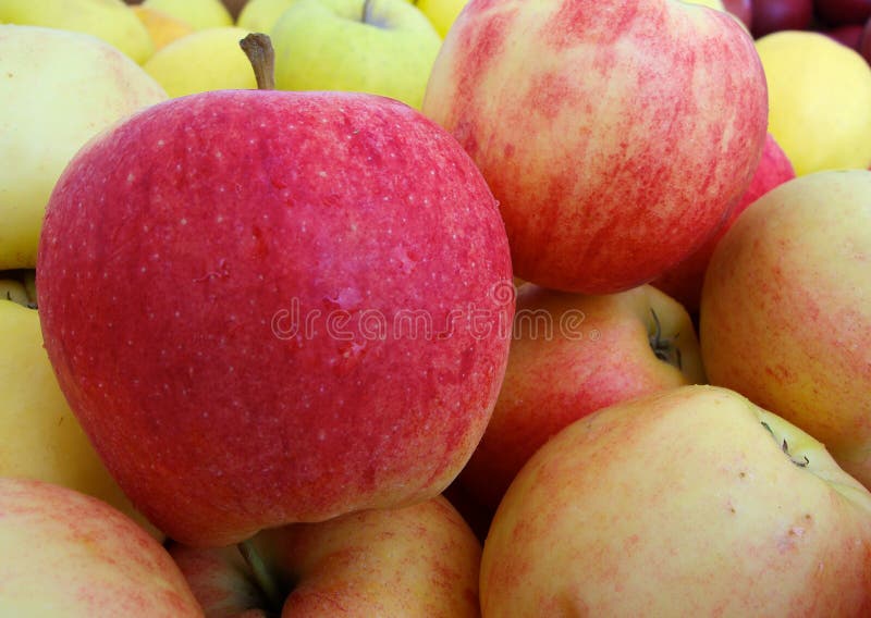 Gala Apples stock photo. Image of autumn, healthy, abundance 42154276