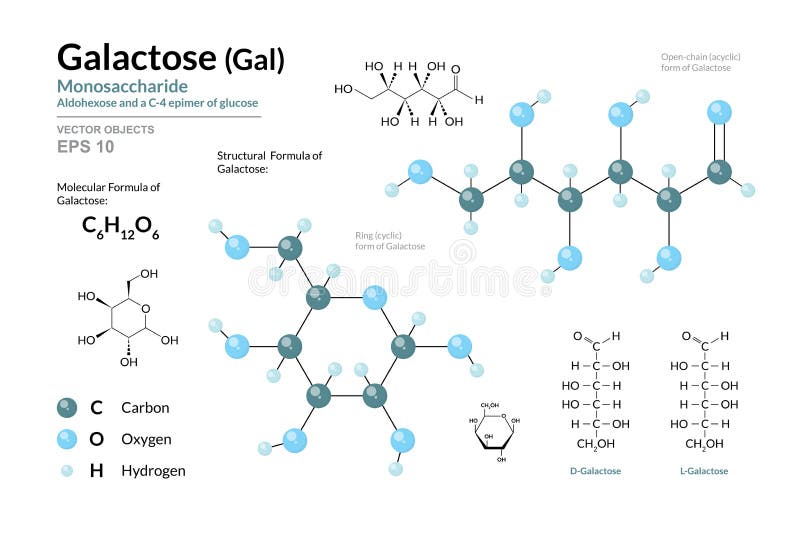 glucose fructose and galactose monosaccharides (simple sugars) Stock Vector