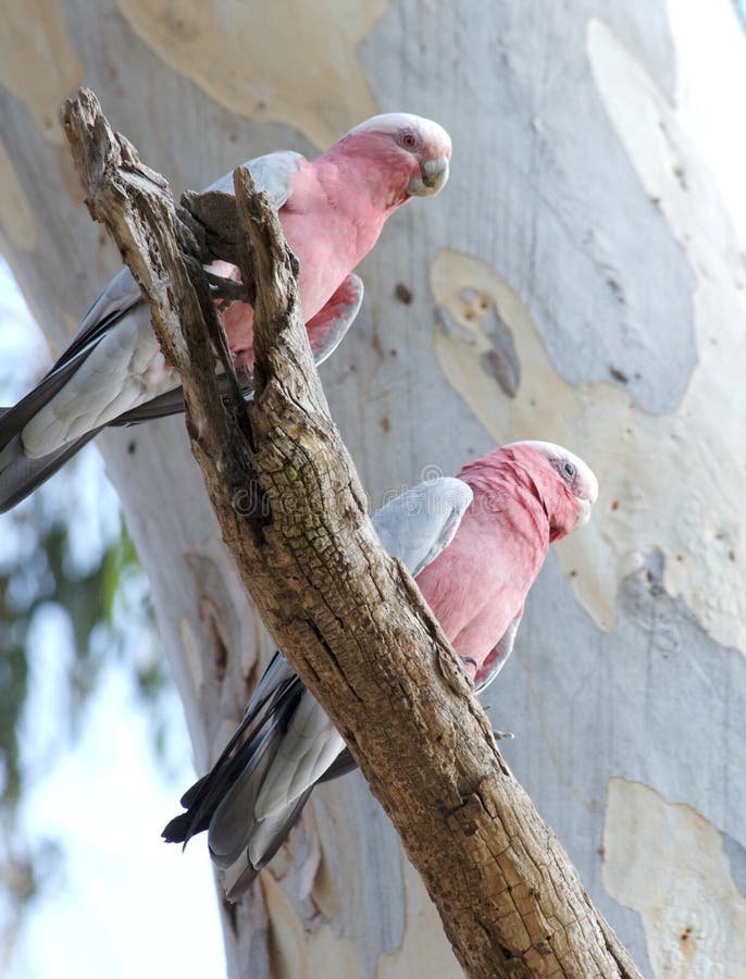 Galah stock photo. Image of branch, gray, parrot, white 1801568