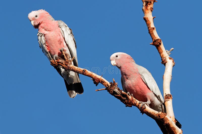 galah cockatoo waaa galah cockatoo waaa