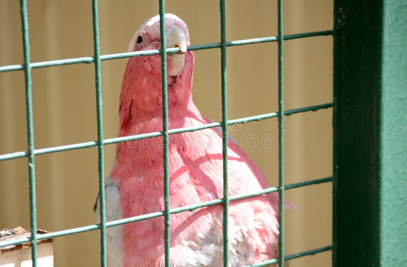 Galah, Eolophus roseicapilla, in a cage. Exotic bird