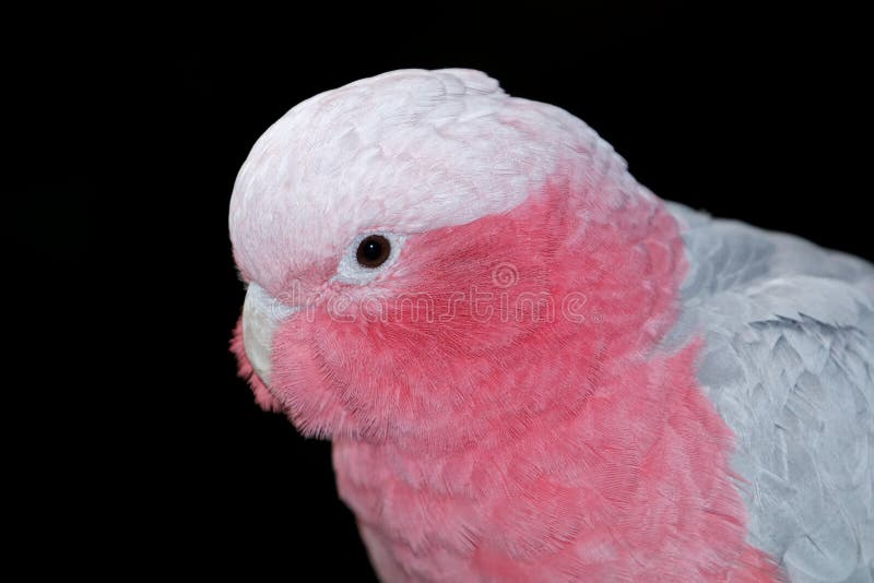 Galah kakaduastående royaltyfri bild