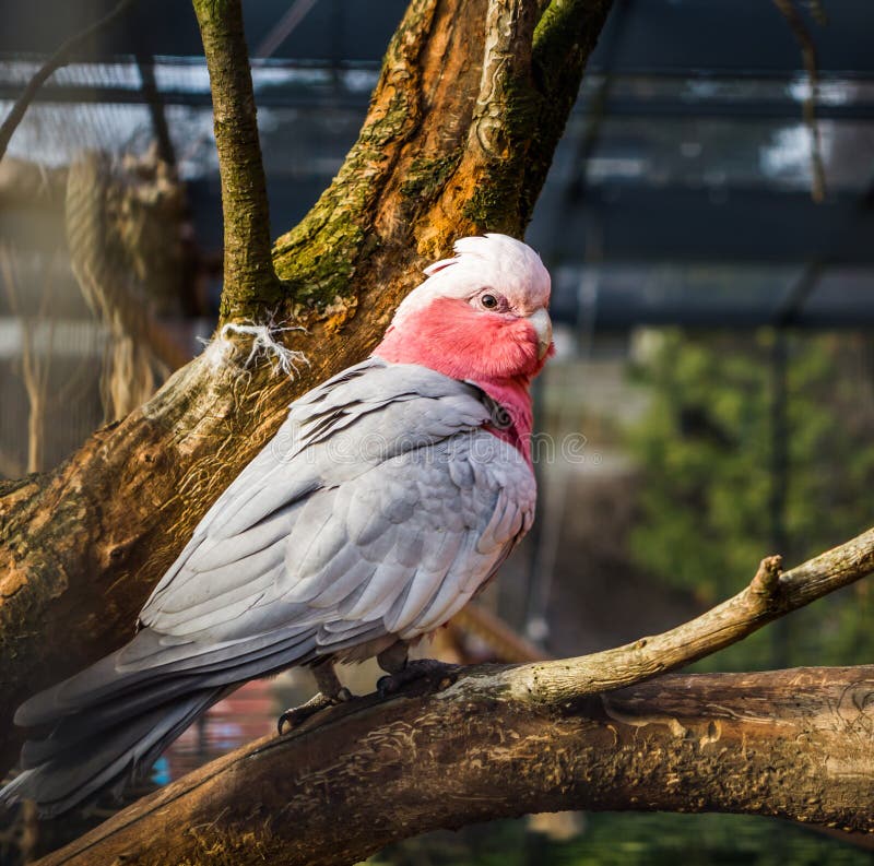 rose breasted cockatoo bird swings rose breasted cockatoo bird swings