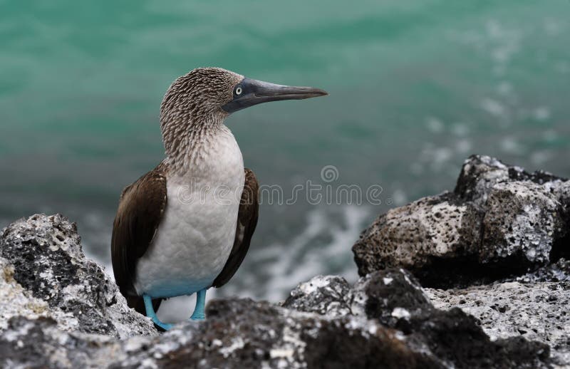 Galapagos birds 30