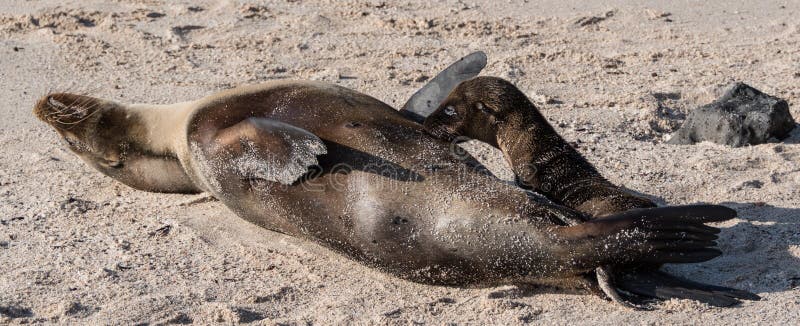 Galapagos Cub σφραγίδων θηλάζον νεογνό στοκ εικόνα με δικαίωμα ελεύθερης χρήσης Galapagos Cub σφραγίδων θηλάζον νεογνό στοκ εικόνα με δικαίωμα ελεύθερης χρήσης