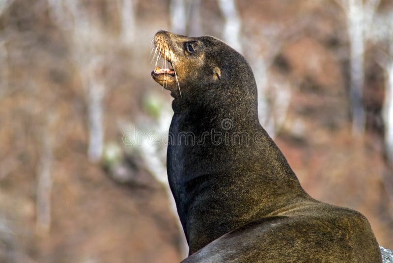Galapagos Denny lew zdjęcie royalty free Galapagos Denny lew zdjęcie royalty free