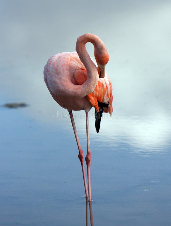 Galapagos Flamingo grooming
