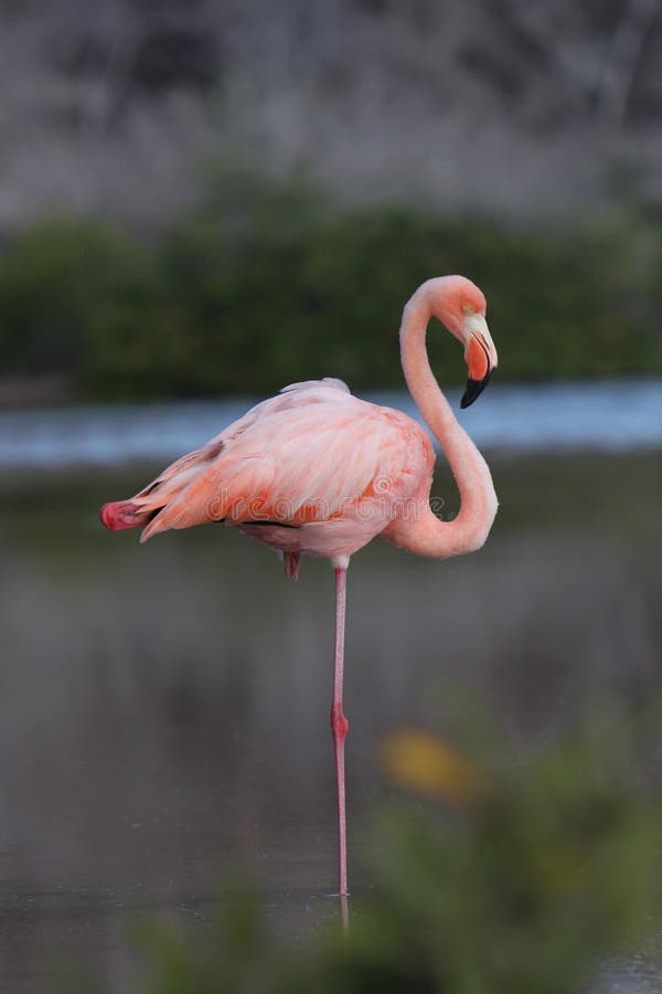 Galapagos-Flamingo im Ruhezustand