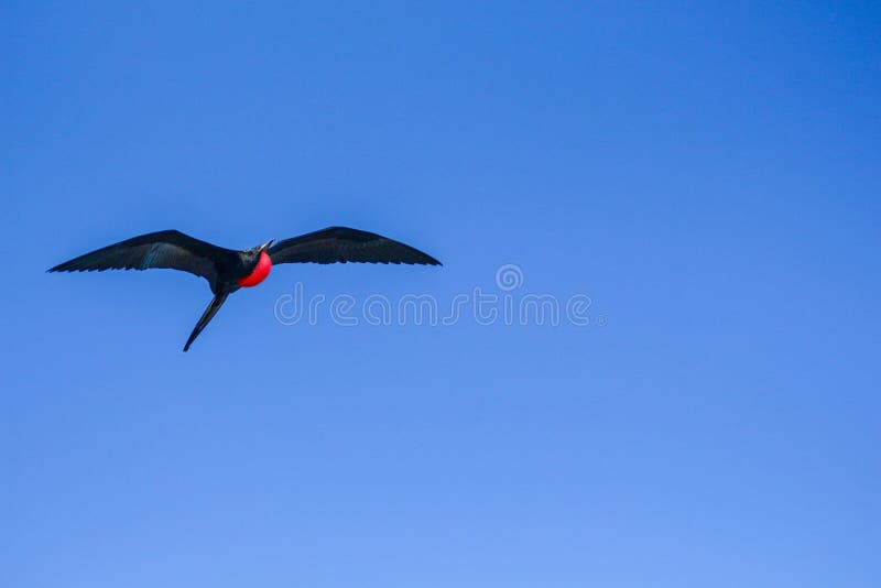 Galapagos frigate flying over a beautiful blue sky with its inflated red bag stock image Galapagos frigate flying over a beautiful blue sky with its inflated red bag stock image