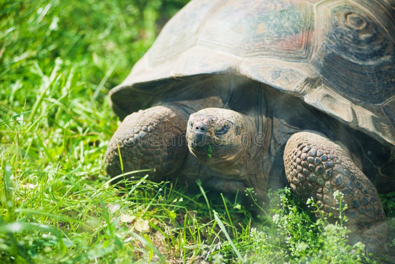 Galapagos giant tortoise royalty free stock photos