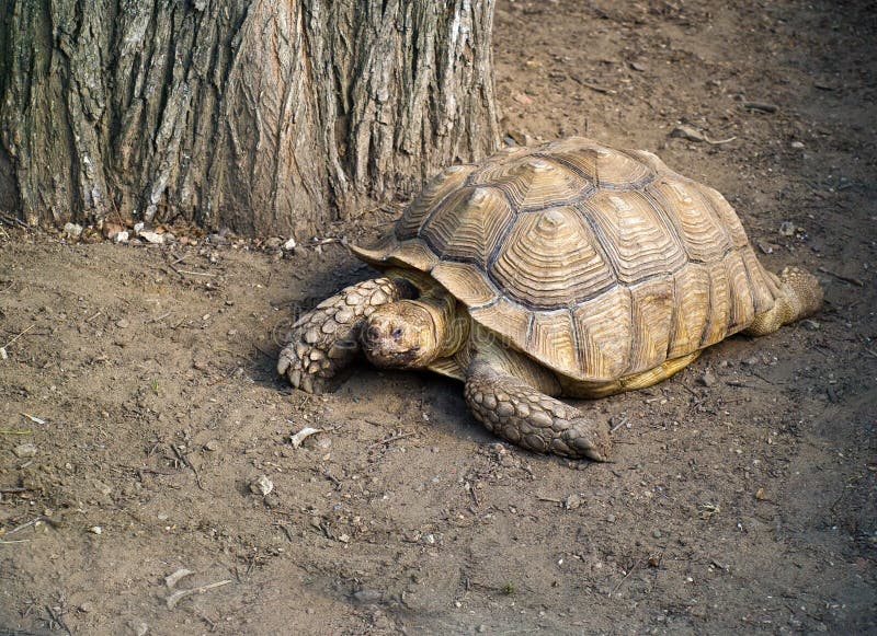 Galapagos giant tortoise (Geochelone nigra) stock photo