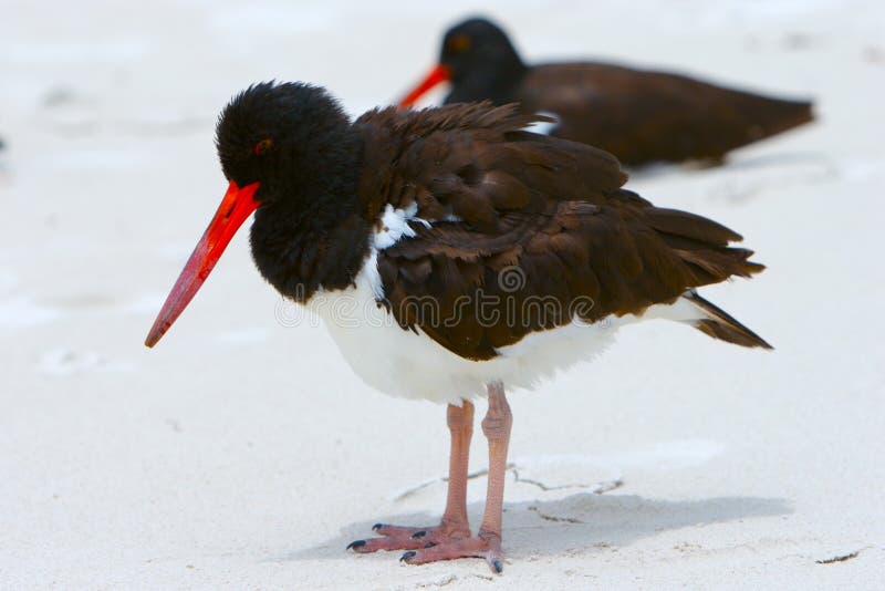 Galapagos gulls