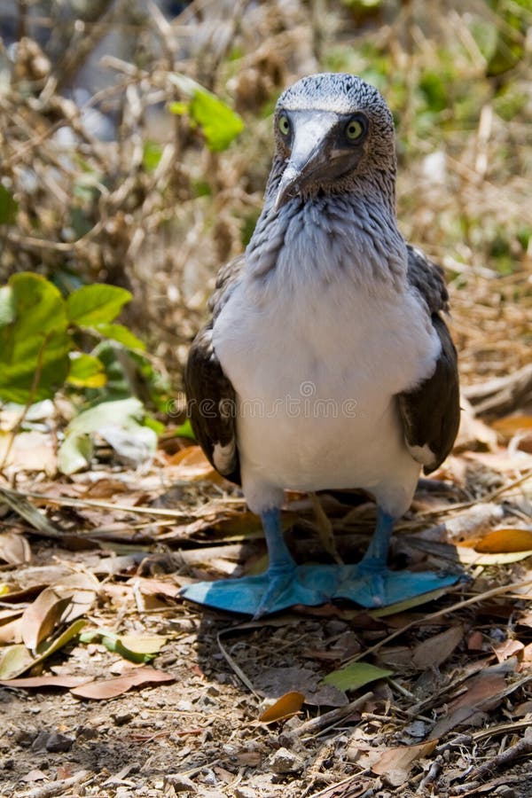 Galapagos habitant