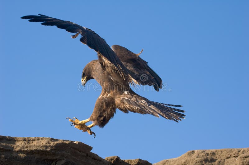 Galapagos Hawk