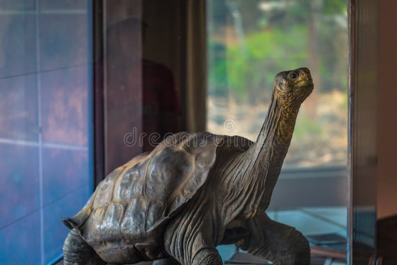 107 Lonesome George Stock Photos - Free & Royalty-Free Stock 