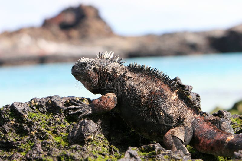 Galapagos Marine Iguana